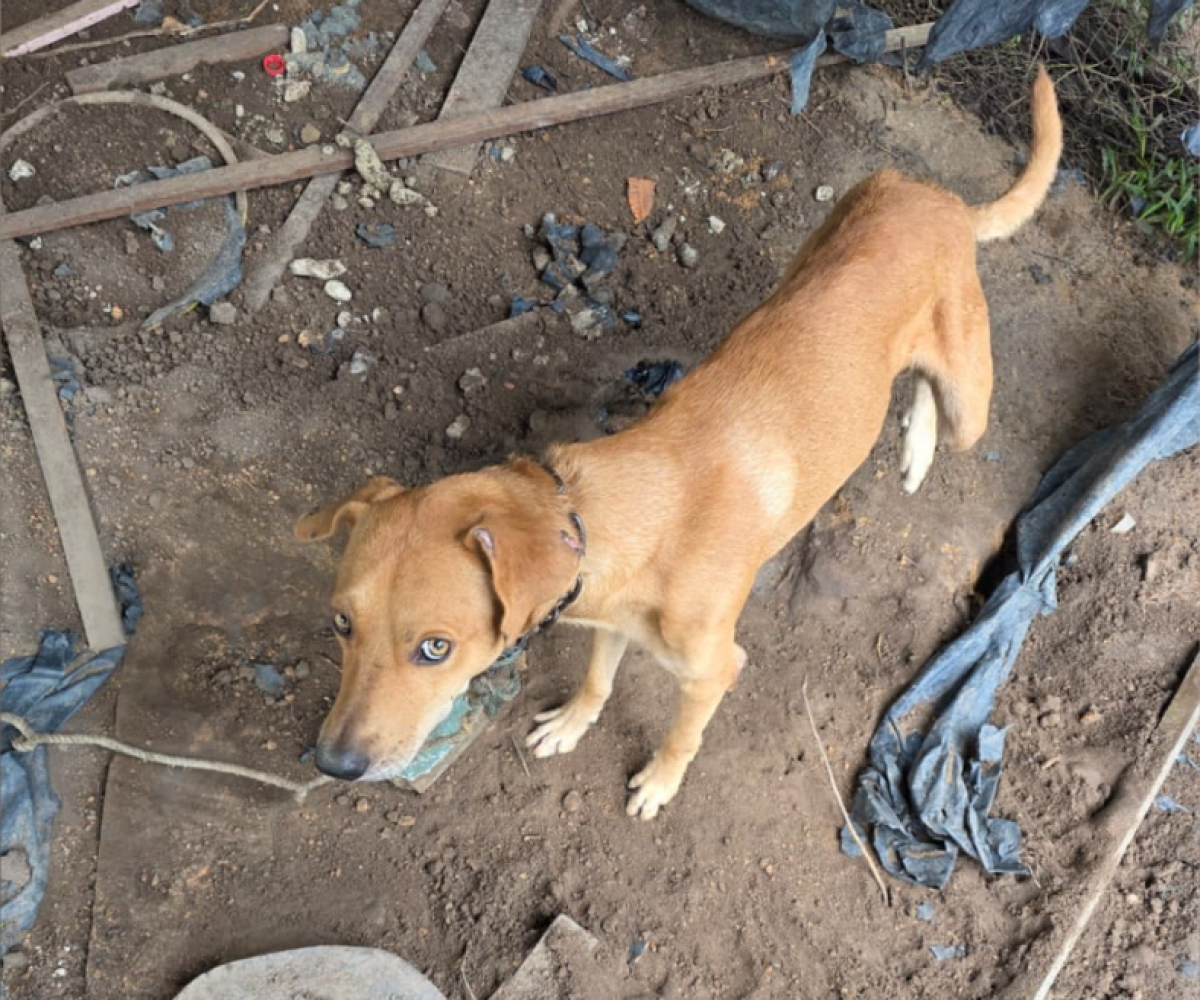 todo corpo. Após diligências, o proprietário do animal foi localizado e preso em