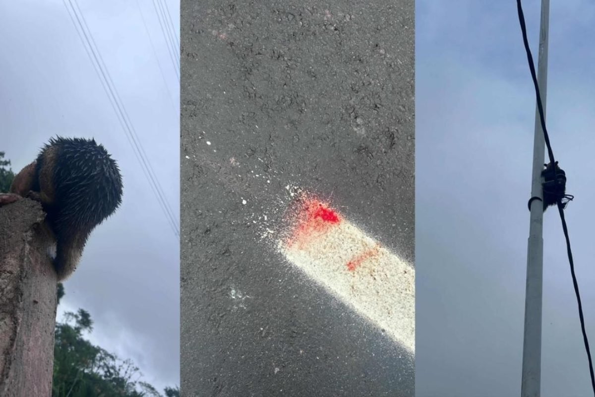 exemplo, entrou com duas ações na Justiça para tentar barrar impactos da Rodovia