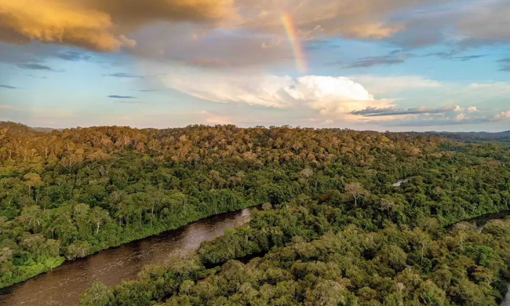 Pará firma a maior concessão de manejo florestal do país com 800 mil hectares na Amazônia