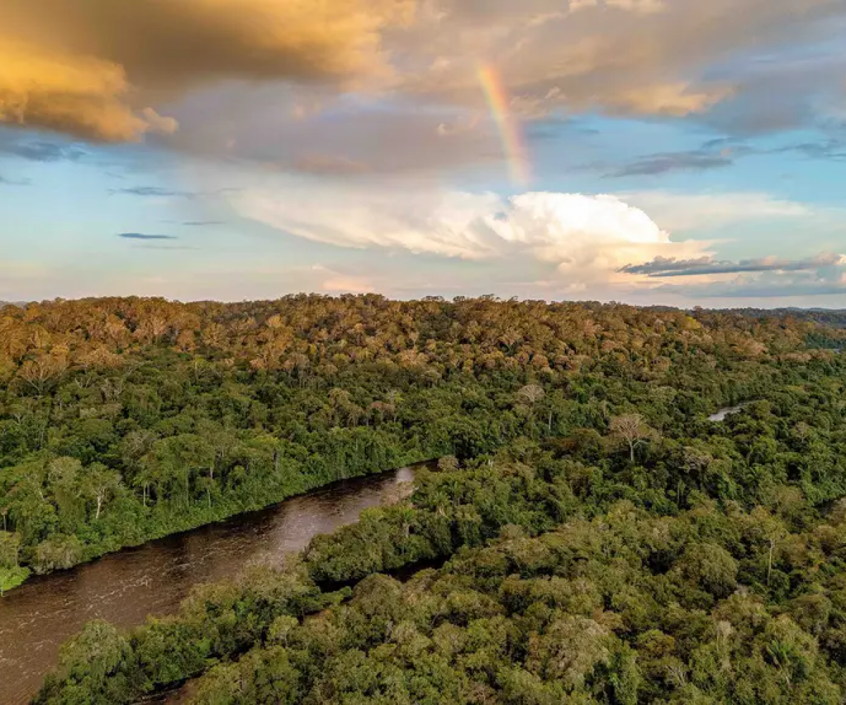 Pará firma a maior concessão de manejo florestal do país com 800 mil hectares na Amazônia
