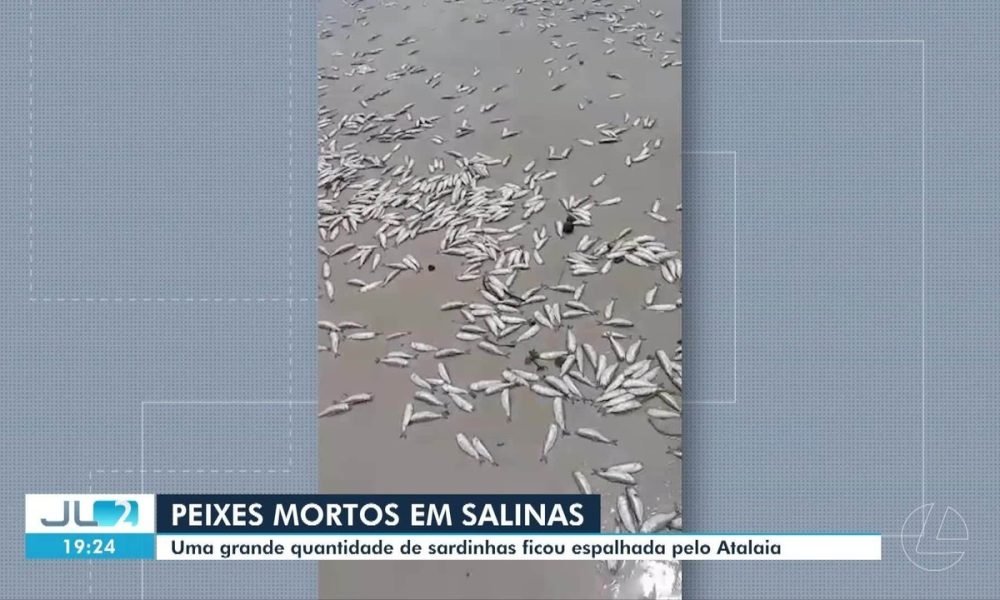 Grande quantidade de sardinhas é encontrada espalhada por praia de Salinas, PA