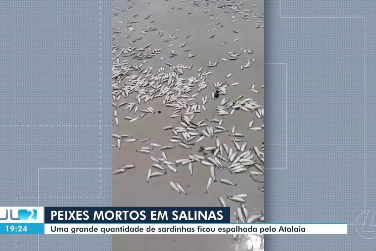Grande quantidade de sardinhas é encontrada espalhada por praia de Salinas, PA