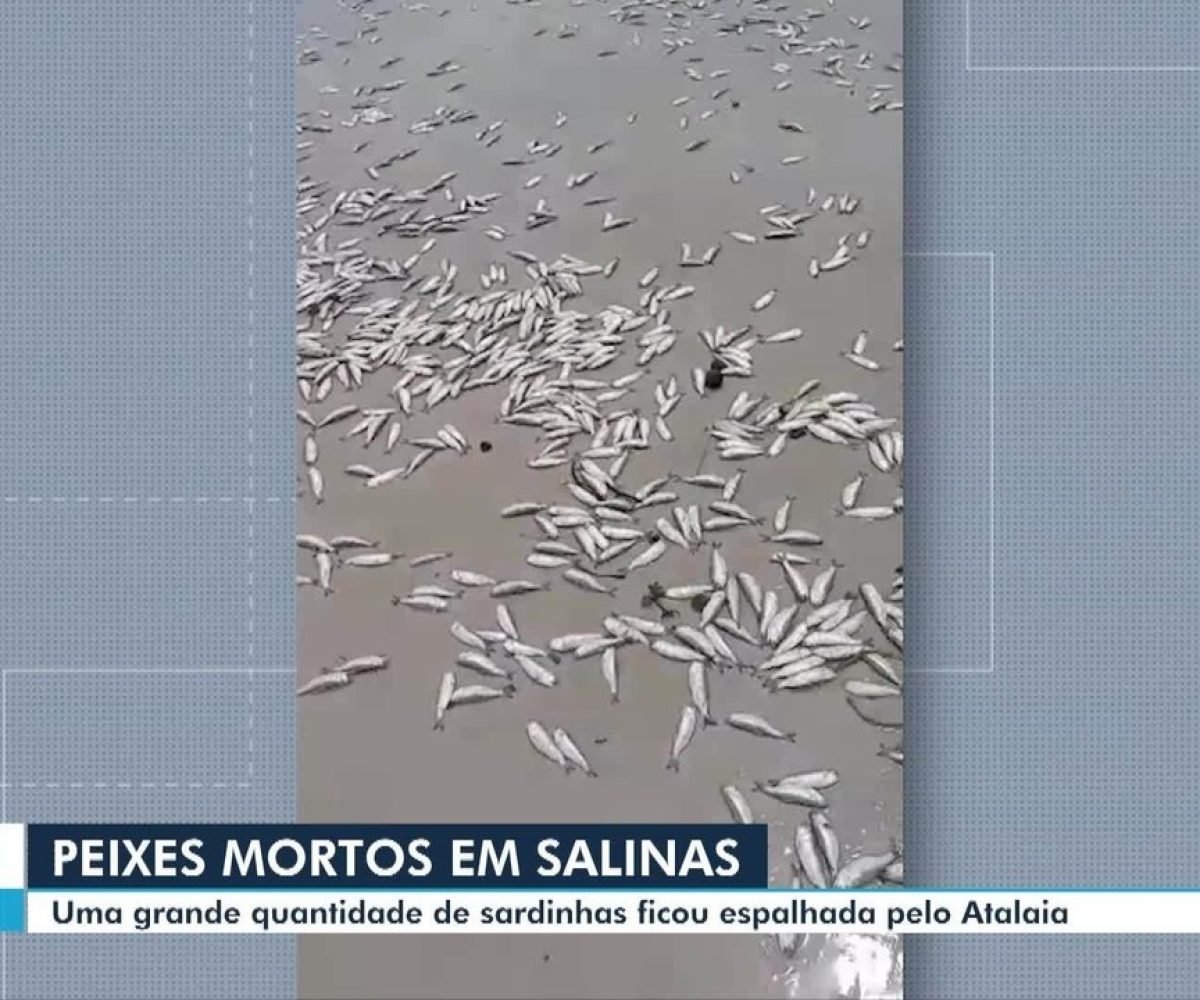 Grande quantidade de sardinhas é encontrada espalhada por praia de Salinas, PA