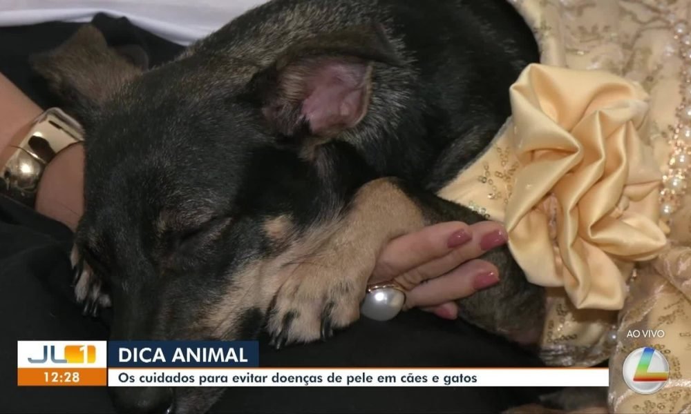 Dica Animal: saiba os cuidados para evitar doenças de pele em cães e gatos