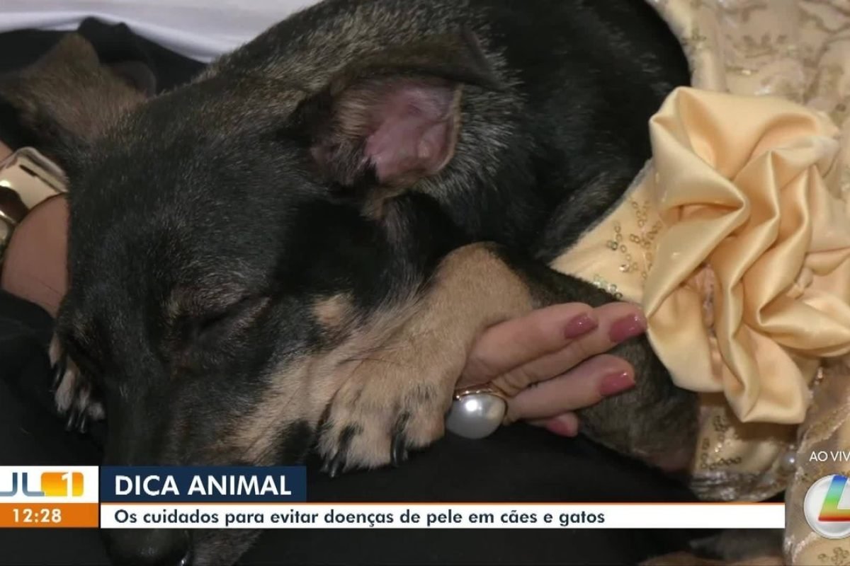 Dica Animal: saiba os cuidados para evitar doenças de pele em cães e gatos
