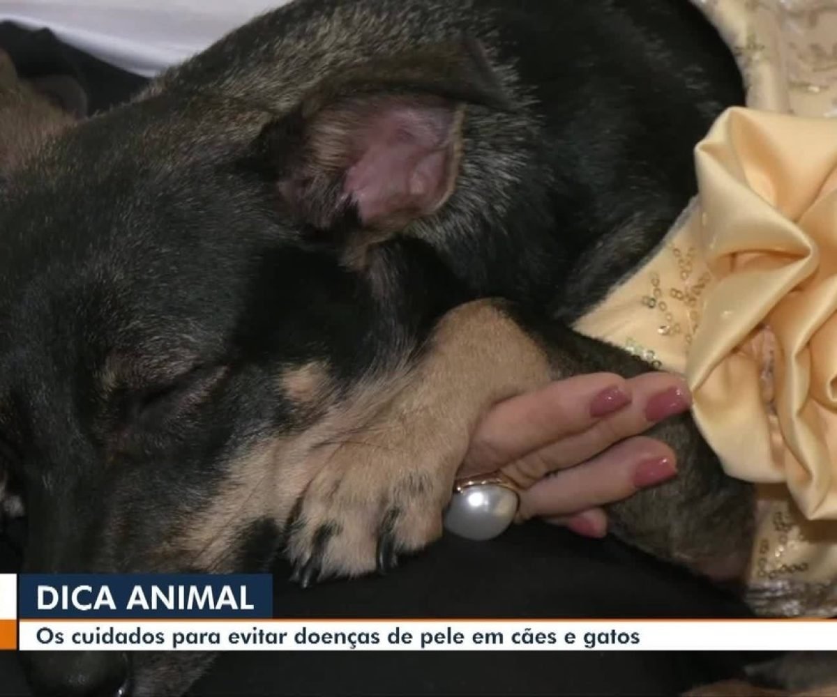 Dica Animal: saiba os cuidados para evitar doenças de pele em cães e gatos