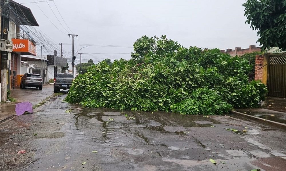 te foi arrancada pela raiz e caiu sobre a fiação elétrica e parte do muro de uma