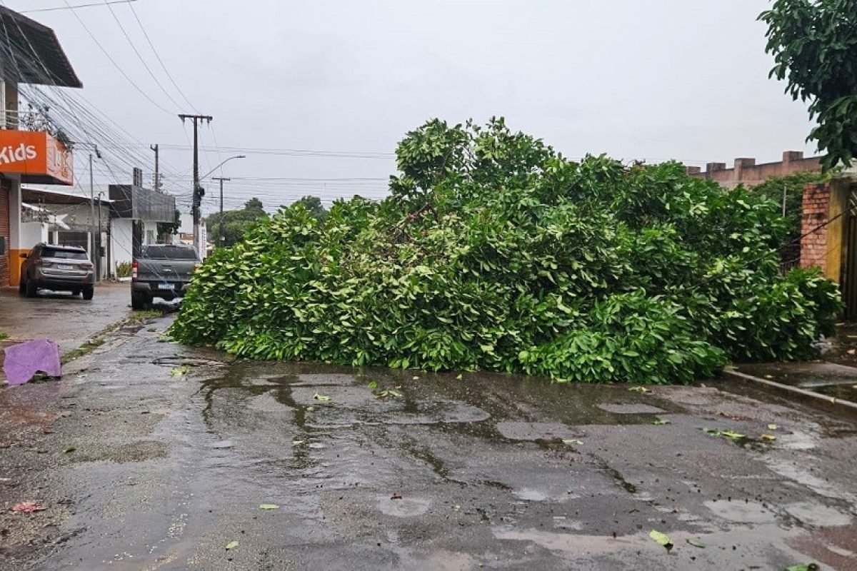 te foi arrancada pela raiz e caiu sobre a fiação elétrica e parte do muro de uma