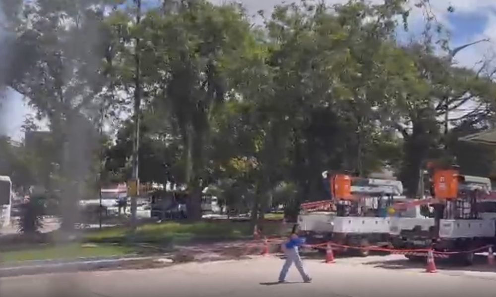 te público da capital paraense. A queda da árvore reforça preocupações com poda