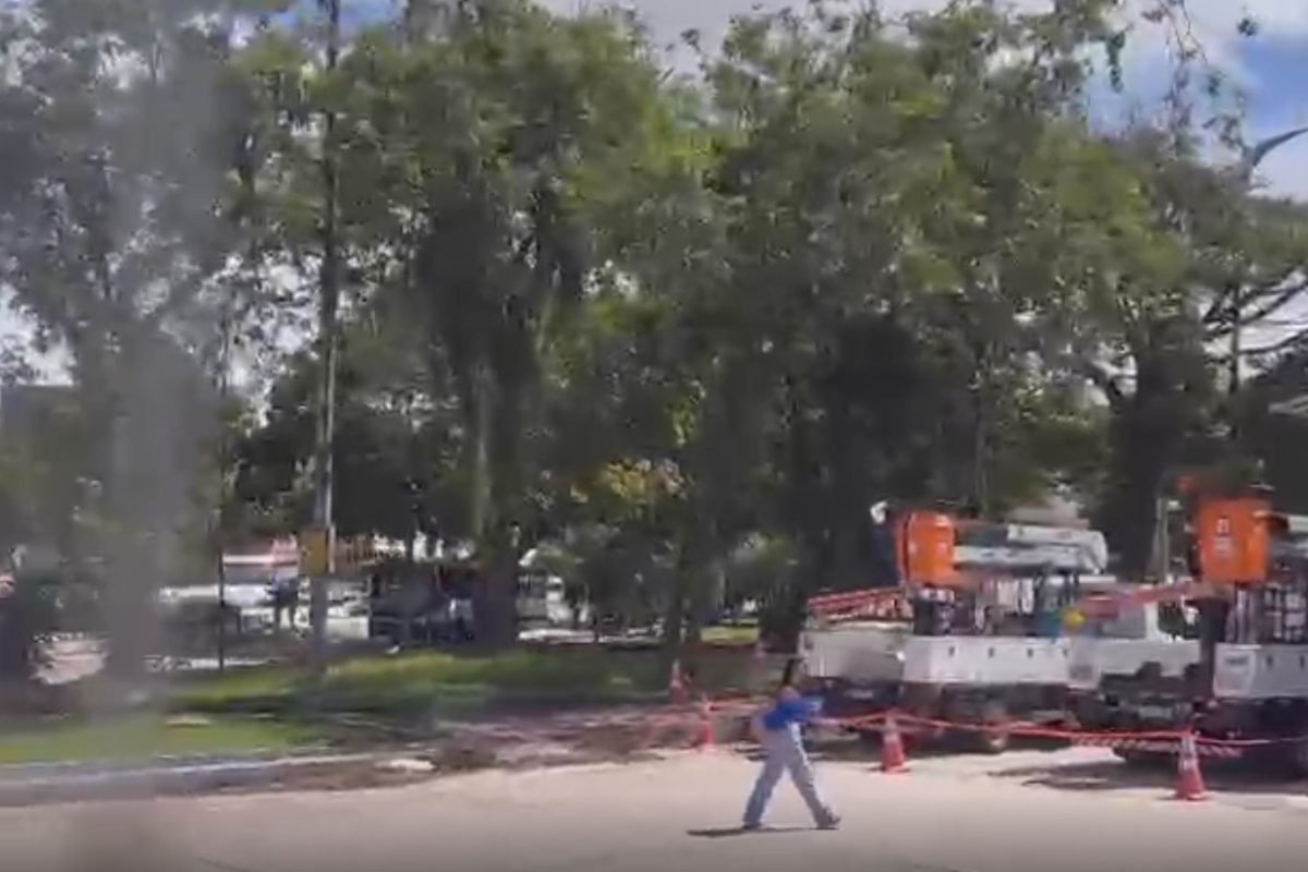 te público da capital paraense. A queda da árvore reforça preocupações com poda