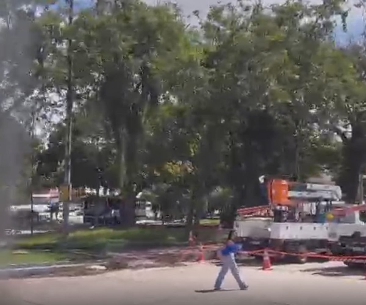 te público da capital paraense. A queda da árvore reforça preocupações com poda