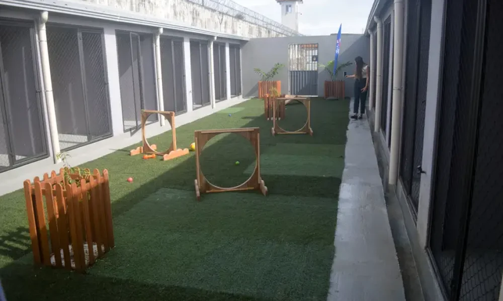 Projeto Reinsercão da Seap: custodiados e cães resgatados encontram nova chance no Pará