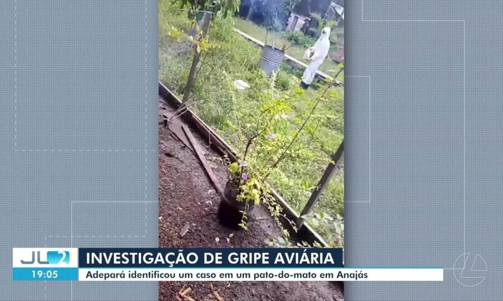 Adepará identifica um caso de gripe aviária em um pato-do-mato, em Anajás