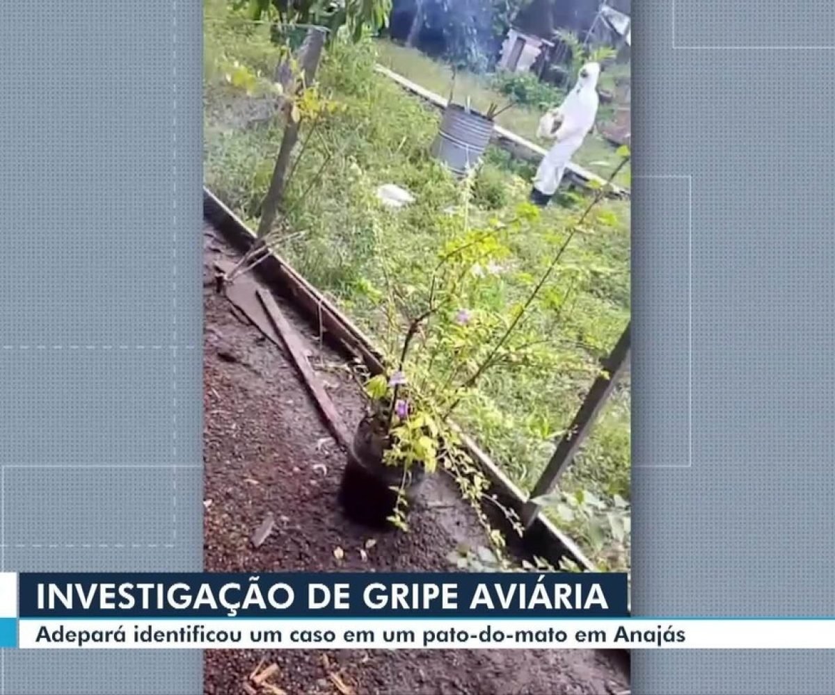 Adepará identifica um caso de gripe aviária em um pato-do-mato, em Anajás