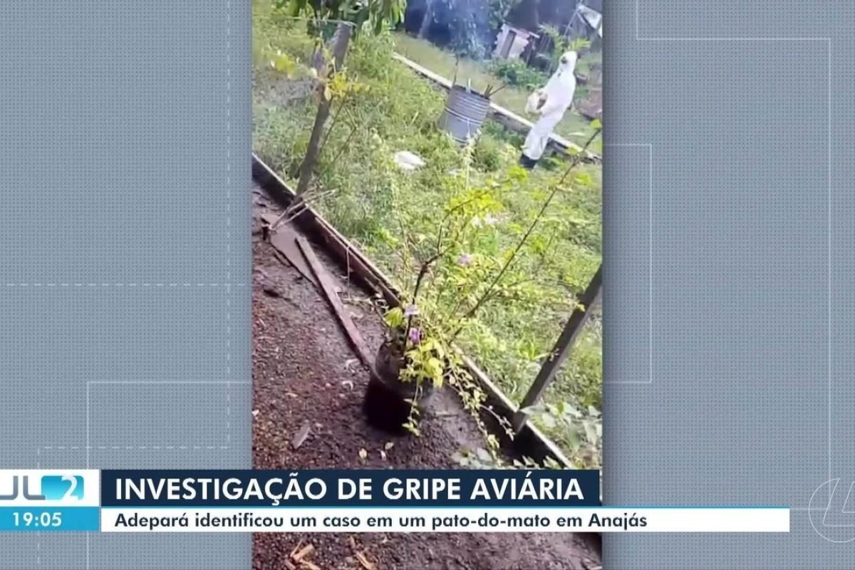 Adepará identifica um caso de gripe aviária em um pato-do-mato, em Anajás