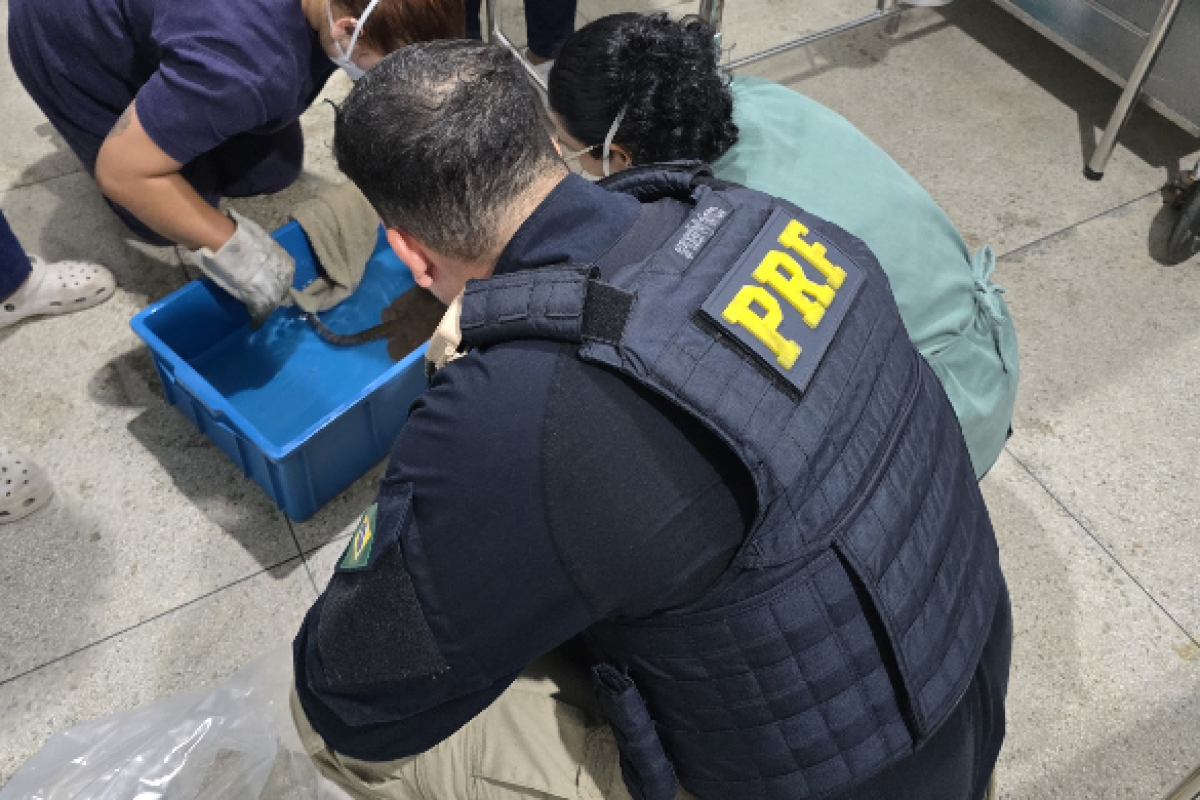 tadas irregularmente foram resgatadas pela Polícia Rodoviária Federal (PRF) na B