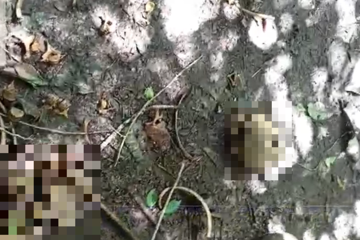 moradores que teriam entrado no matagal para caçar. Há suspeitas de que se trate