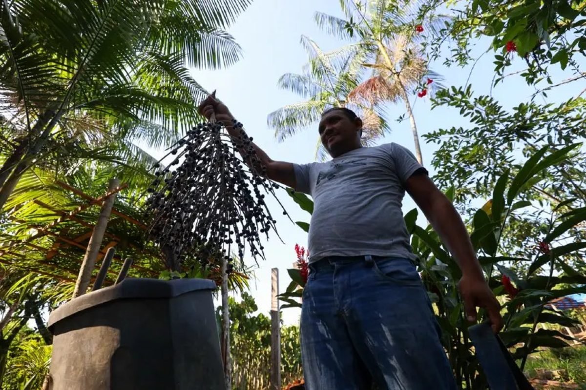 ano em Valor Bruto da Produção (VBP) no Pará. A partir desses dados e de outros