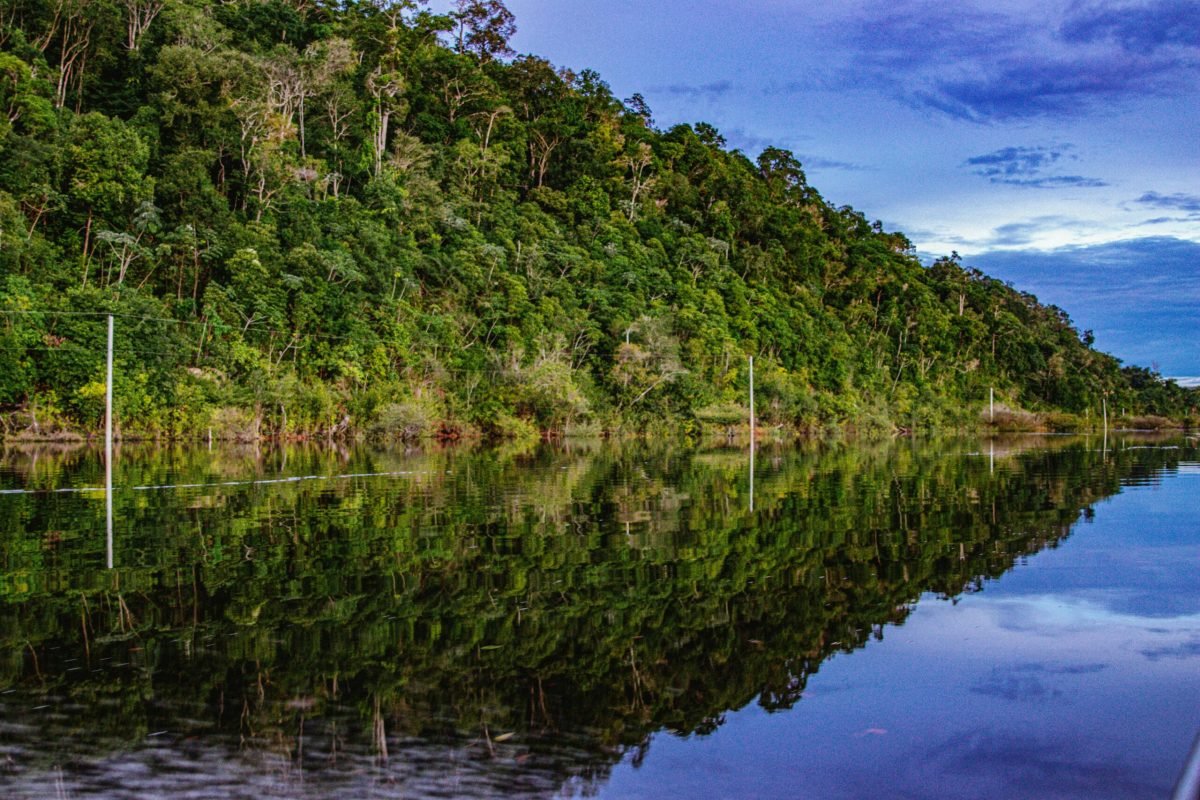 Foto: michel amazonas / Pexels