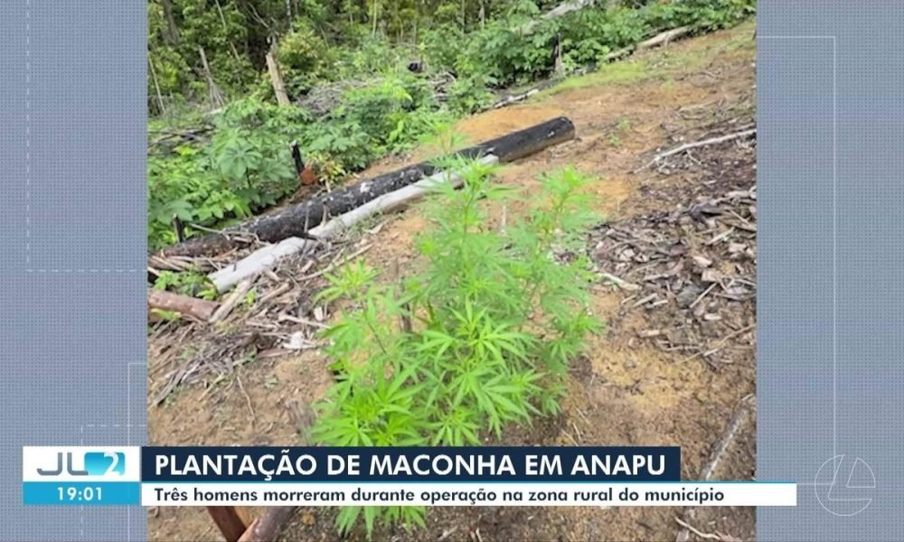 Polícia descobre granda plantação de maconha na zona rural de Anapu, sudoeste do Pará