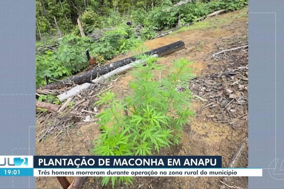 Polícia descobre granda plantação de maconha na zona rural de Anapu, sudoeste do Pará