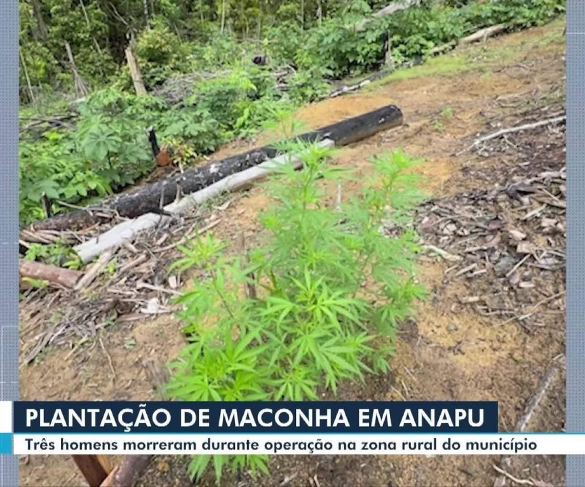 Polícia descobre granda plantação de maconha na zona rural de Anapu, sudoeste do Pará