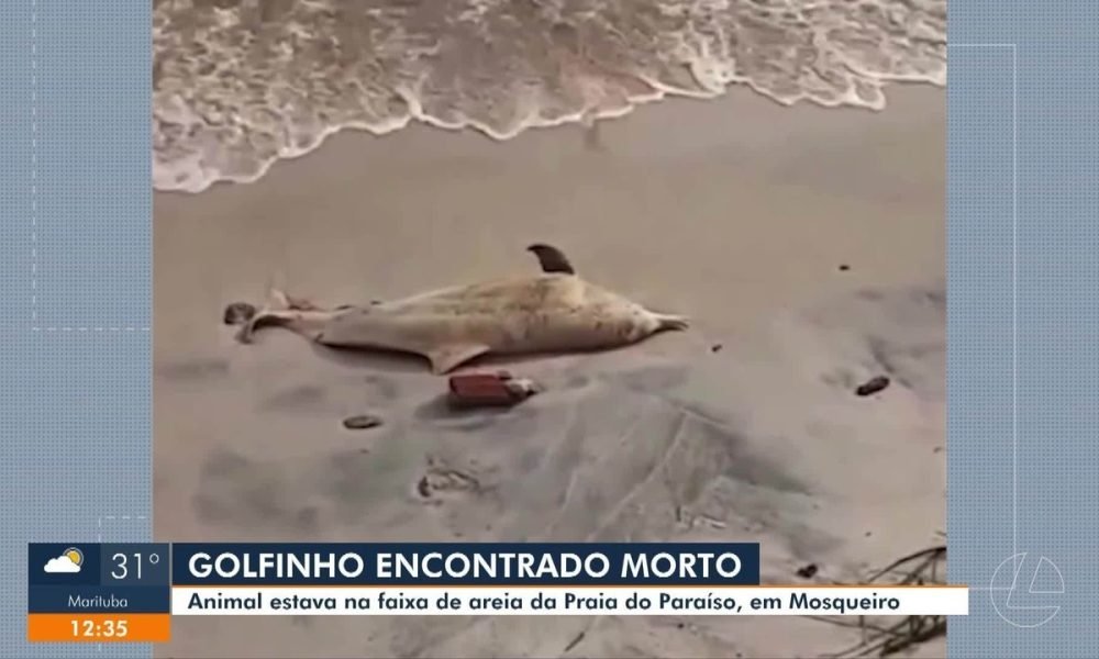 Golfinho é encontrado morto em praia de Mosqueiro, ilha de Belém