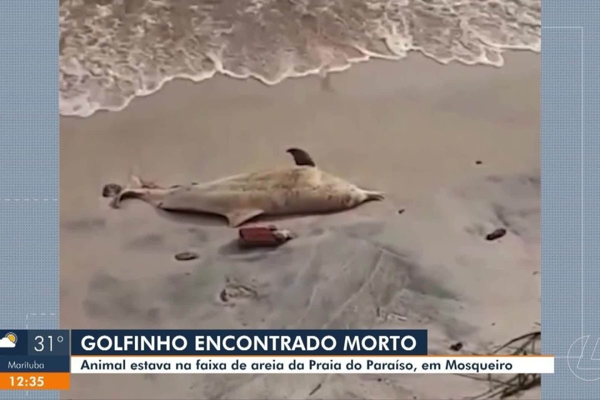 Golfinho é encontrado morto em praia de Mosqueiro, ilha de Belém