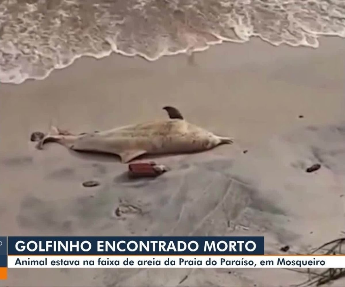 Golfinho é encontrado morto em praia de Mosqueiro, ilha de Belém