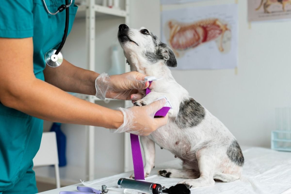 Financiamento estudantil viabiliza o sonho da graduação em medicina veterinária