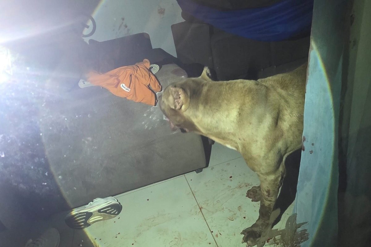 um cachorro da raça pitbull no bairro Diamantino, em Santarém, oeste do Pará, pa