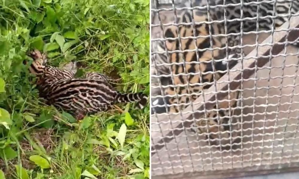 resgatada pela Polícia Militar e encaminhada para zoológico Polícia Militar/Divulgação