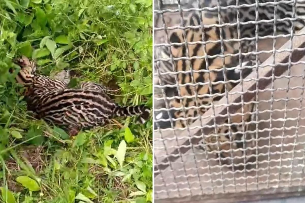 resgatada pela Polícia Militar e encaminhada para zoológico Polícia Militar/Divulgação