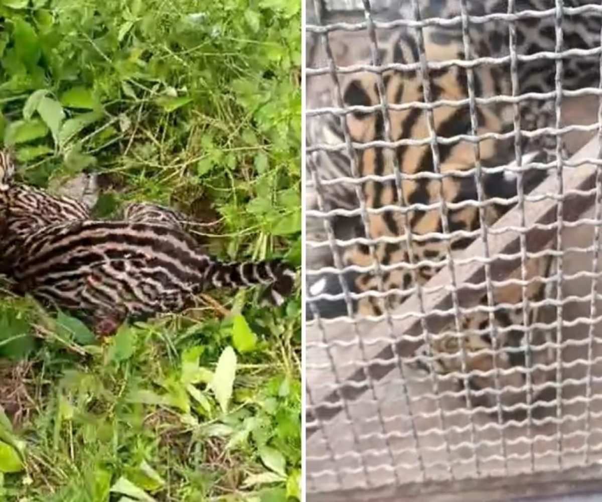 resgatada pela Polícia Militar e encaminhada para zoológico Polícia Militar/Divulgação