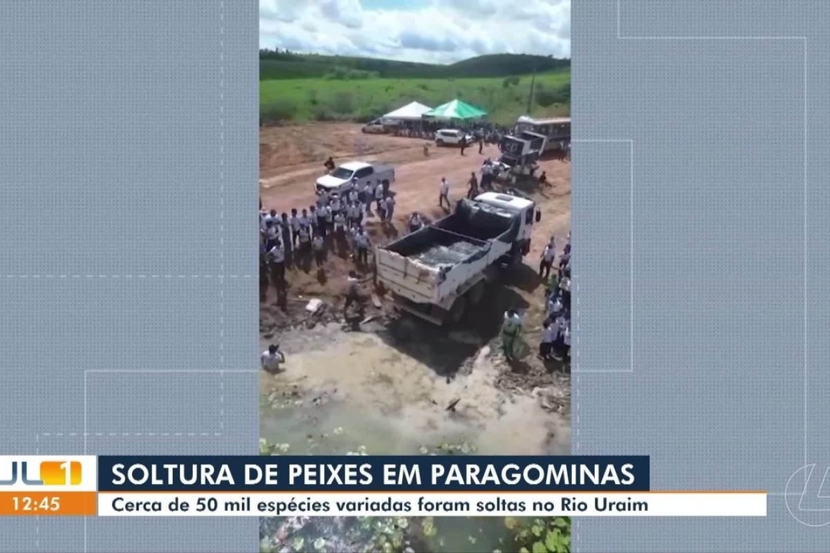 Cerca de 50 mil espécies de peixes são soltos no rio Uraim, em Paragominas
