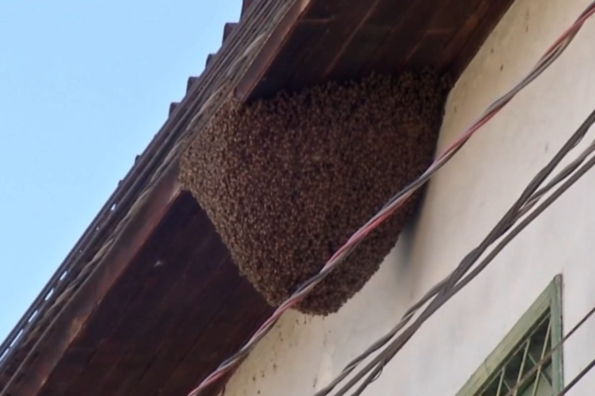 que o cheiro forte atrai e irrita as abelhas. "Elas invadem a casa e ficam muito