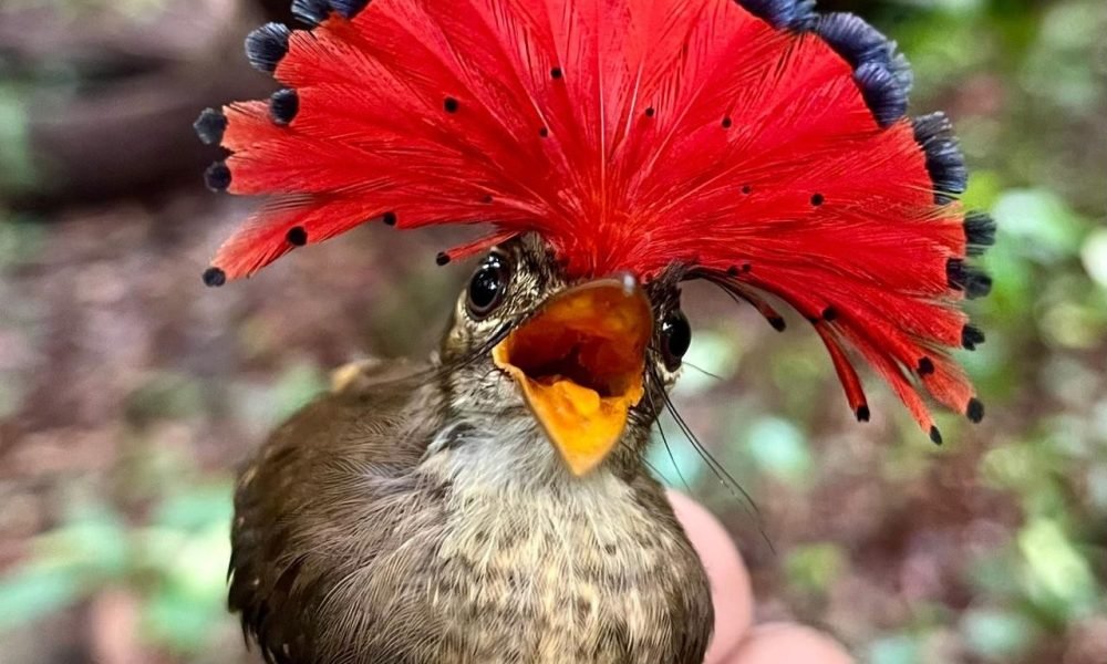 cos-do-mato. Os dados reforçam a importância da conservação do território e most