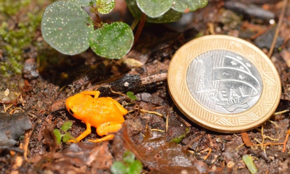 Ameaçado e único: sapinho-pingo-de-ouro de 1 cm é monitorado no Espírito Santo