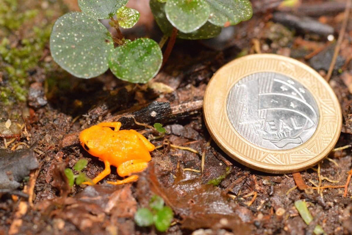 Ameaçado e único: sapinho-pingo-de-ouro de 1 cm é monitorado no Espírito Santo