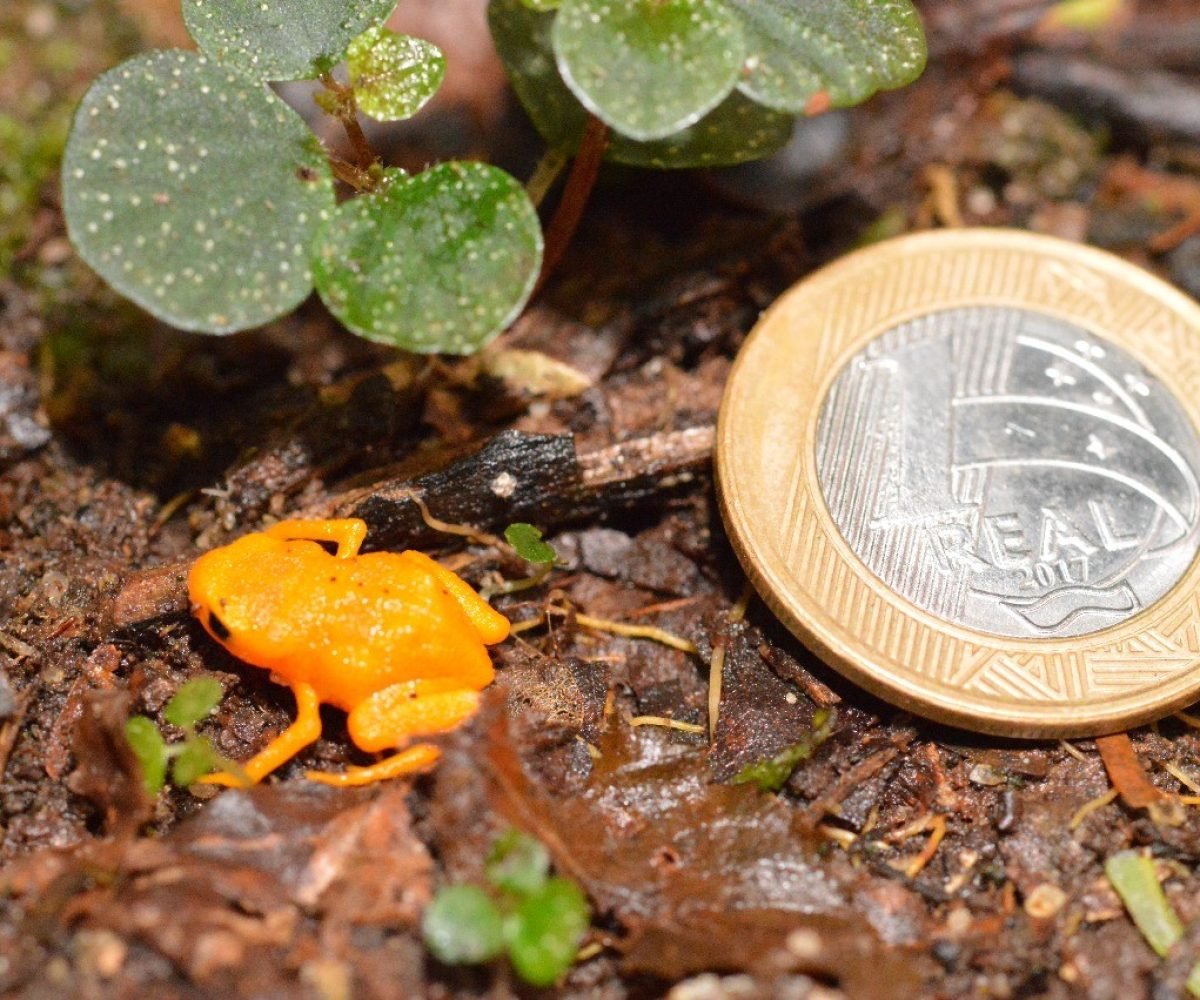 Ameaçado e único: sapinho-pingo-de-ouro de 1 cm é monitorado no Espírito Santo