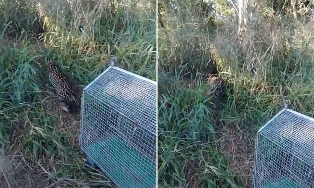 Jaguatirica é resgatada em residência e devolvida à natureza no interior de São Paulo