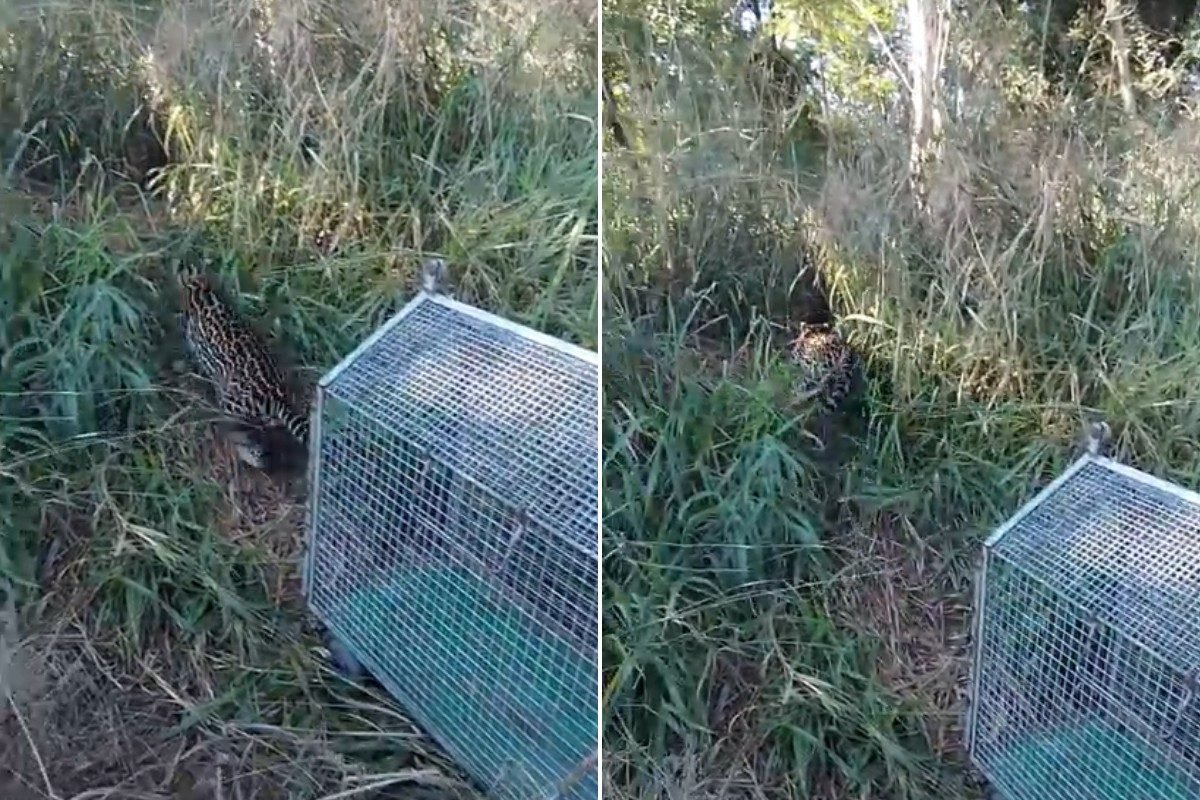 Jaguatirica é resgatada em residência e devolvida à natureza no interior de São Paulo