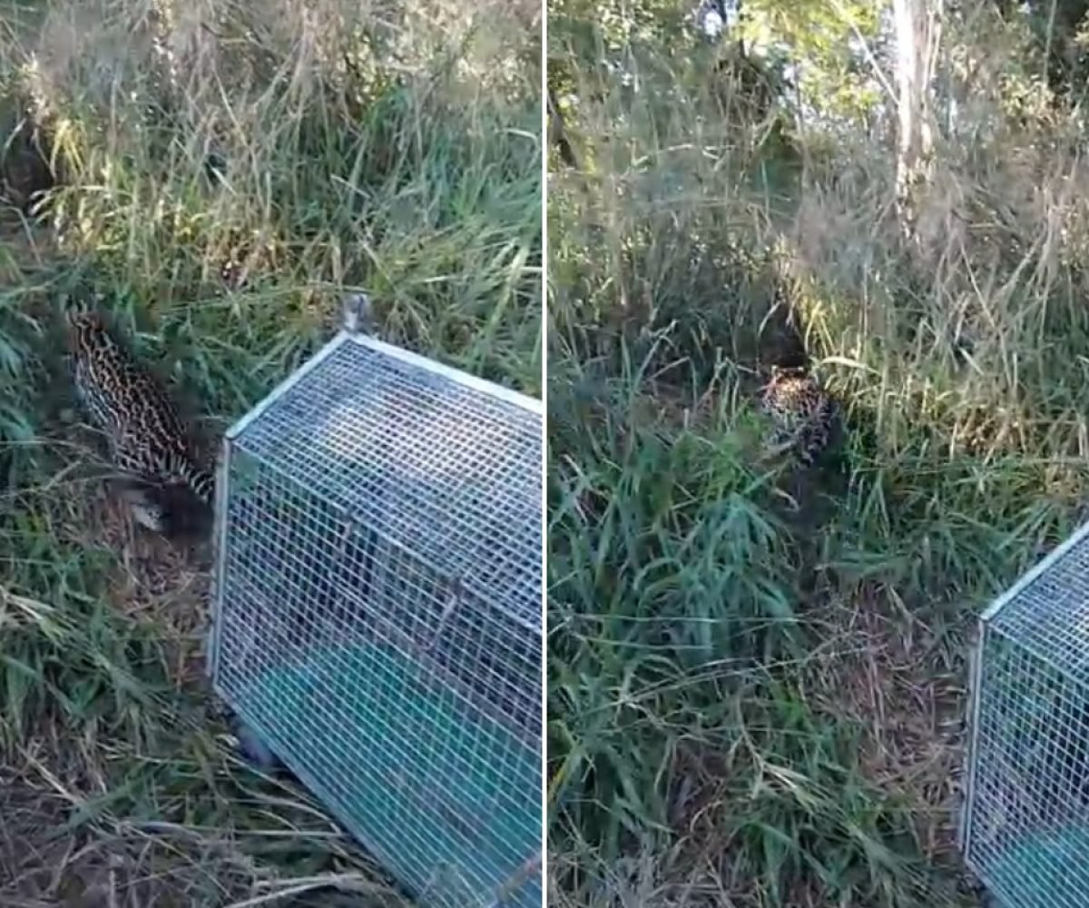 Jaguatirica é resgatada em residência e devolvida à natureza no interior de São Paulo